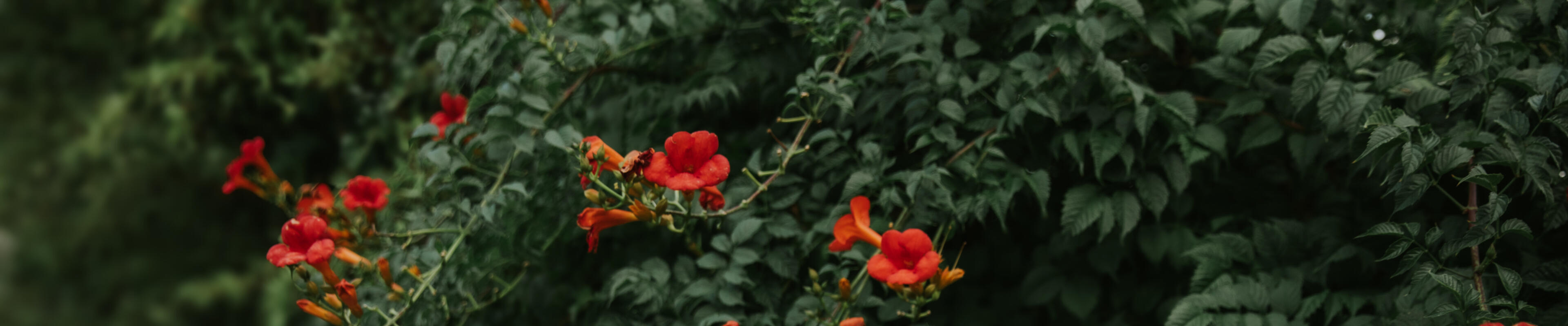 Red and orange flowers with green foliage against a dark background